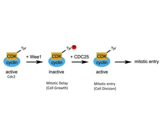 Cdc2
Mitotic entry
(Cell Division)
Mitotic Delay
(Cell Growth)
 