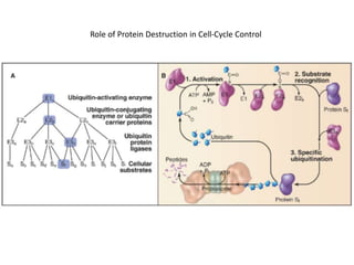 Role of Protein Destruction in Cell-Cycle Control
 