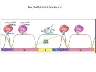 Role of APC/C in Cell Cycle Control
 