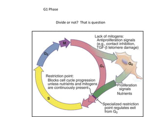 G1 Phase
Divide or not? That is question
 