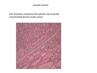 Growth Control
Cell should be reached at the specific size to divide
Uncontrolled division leads cancer
 