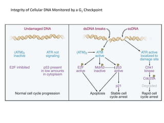 Integrity of Cellular DNA Monitored by a G1 Checkpoint
 