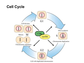 Cell Cycle
 