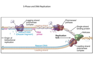 S-Phase and DNA Replication
 