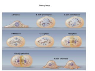 Metaphase
 