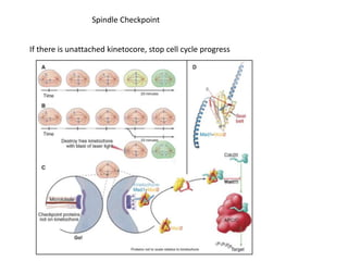Spindle Checkpoint
If there is unattached kinetocore, stop cell cycle progress
 