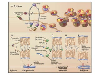 Cell bio8