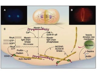 Cell bio8