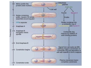 Cell bio8