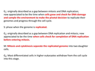G1: originally described as a gap between mitosis and DNA replication;
now appreciated to be the time when cells grow and check for DNA damage
and sample the environment to make the pivotal decision to replicate their
genomes and progress through the cell cycle.
S: phase when the genome is replicated.
G2: originally described as a gap between DNA replication and mitosis; now
appreciated to be the time when cells check for completion of DNA replication
before entering mitosis.
M: Mitosis and cytokinesis separate the replicated genome into two daughter
cells.
G0: Most differentiated cells in higher eukaryotes withdraw from the cell cycle
into this stage.
 
