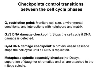 G1 restriction point: Monitors cell size, environmental
conditions, and interactions with neighbors and matrix.
G1/S DNA damage checkpoint: Stops the cell cycle if DNA
damage is detected.
G2/M DNA damage checkpoint: A protein kinase cascade
stops the cell cycle until all DNA is replicated.
Metaphase spindle assembly checkpoint: Delays
separation of daughter chromatids until all are attached to the
mitotic spindle.
Checkpoints control transitions
between the cell cycle phases
 