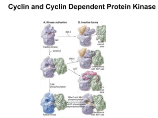 Cyclin and Cyclin Dependent Protein Kinase
 