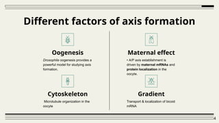 anteroposterior axis development drosophila | PPTX
