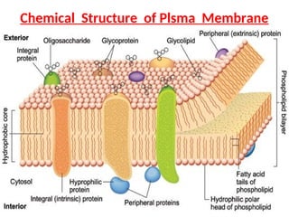 CELL Biochemistry.ppt cell structure & function | PPT