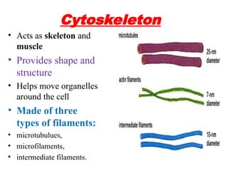 CELL Biochemistry.ppt cell structure & function | PPT