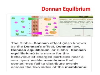 Donnan Equilbrium
 
