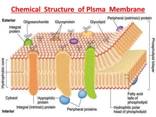 Chemical Structure of Plsma Membrane
 