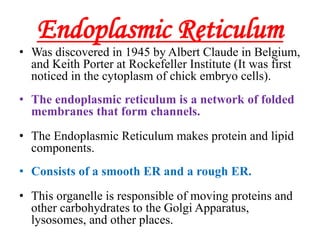 Endoplasmic Reticulum
• Was discovered in 1945 by Albert Claude in Belgium,
and Keith Porter at Rockefeller Institute (It was first
noticed in the cytoplasm of chick embryo cells).
• The endoplasmic reticulum is a network of folded
membranes that form channels.
• The Endoplasmic Reticulum makes protein and lipid
components.
• Consists of a smooth ER and a rough ER.
• This organelle is responsible of moving proteins and
other carbohydrates to the Golgi Apparatus,
lysosomes, and other places.
 