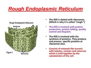 Rough Endoplasmic Reticulum
• The RER is dotted with ribosomes.
(Which is why it is called “rough.”)
• The RER is involved with protein
production, protein folding, quality
control and dispatch.
• The RER is involved with the
synthesis of proteins. They produce
and process specific proteins at
ribosomal sites.
• Consists of network-like tunnels
with tubules, vesicles and cisternae
which is held together by the
cytoskeleton of the cell.
 