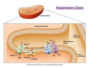 Respiratory Chain
 