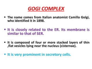 GOGI COMPLEX
 The name comes from Italian anatomist Camillo Golgi,
who identified it in 1898.
 It is closely related to the ER. Its membrane is
similar to that of SER.
 It is composed of four or more stacked layers of thin
,flat vesicles lying near the nucleus (cisternae).
 It is very prominent in secretory cells.
 
