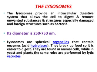 THE LYSOSOMES
• The lysosomes provide an intracellular digestive
system that allows the cell to digest & remove
unwanted substances & structures especially damaged
and foreign structures such as bacteria.
• Its diameter is 250-750 nm.
• Lysosomes are spherical organelles that contain
enzymes (acid hydrolases). They break up food so it is
easier to digest. They are found in animal cells, while in
yeast and plants the same roles are performed by lytic
vacuoles.
 