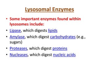 Lysosomal Enzymes
• Some important enzymes found within
lysosomes include:
• Lipase, which digests lipids
• Amylase, which digest carbohydrates (e.g.,
sugars)
• Proteases, which digest proteins
• Nucleases, which digest nucleic acids
 