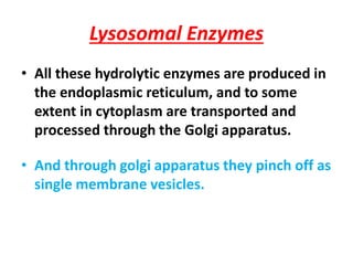 Lysosomal Enzymes
• All these hydrolytic enzymes are produced in
the endoplasmic reticulum, and to some
extent in cytoplasm are transported and
processed through the Golgi apparatus.
• And through golgi apparatus they pinch off as
single membrane vesicles.
 