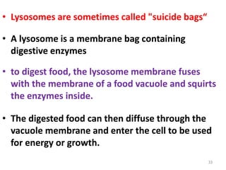 33
• Lysosomes are sometimes called "suicide bags“
• A lysosome is a membrane bag containing
digestive enzymes
• to digest food, the lysosome membrane fuses
with the membrane of a food vacuole and squirts
the enzymes inside.
• The digested food can then diffuse through the
vacuole membrane and enter the cell to be used
for energy or growth.
 