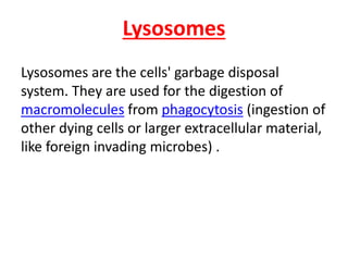 Lysosomes
Lysosomes are the cells' garbage disposal
system. They are used for the digestion of
macromolecules from phagocytosis (ingestion of
other dying cells or larger extracellular material,
like foreign invading microbes) .
 