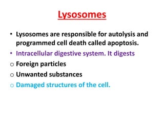 Lysosomes
• Lysosomes are responsible for autolysis and
programmed cell death called apoptosis.
• Intracellular digestive system. It digests
o Foreign particles
o Unwanted substances
o Damaged structures of the cell.
 