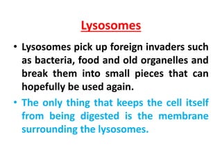 Lysosomes
• Lysosomes pick up foreign invaders such
as bacteria, food and old organelles and
break them into small pieces that can
hopefully be used again.
• The only thing that keeps the cell itself
from being digested is the membrane
surrounding the lysosomes.
 