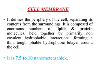 CELL MEMBRANE
• It defines the periphery of the cell, separating its
contents from the surroundings. It is composed of
enormous numbers of lipids & protein
molecules, held together by primarily non
covalent hydrophobic interactions ,forming a
thin, tough, pliable hydrophobic bilayer around
the cell.
• It is 7.5 to 10 nanometers thick.
 