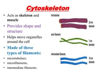 Cytoskeleton
• Acts as skeleton and
muscle
• Provides shape and
structure
• Helps move organelles
around the cell
• Made of three
types of filaments:
• microtubulues,
• microfilaments,
• intermediate filaments.
 