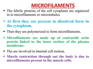 MICROFILAMENTS
 The febrile proteins of the cell cytoplasm are organized
in to microfilaments or microtubules.
 At first they are present in dissolved form in
the cytoplasm.
 Then they are polymerized to form microfilaments.
 Microfilaments are made up of contractile actin
protein linked to the inner surface of the plasma
membrane.
 The are involved in internal cell motion.
 Muscle contraction through out the body is due to
microfilaments present in the muscle cells.
 