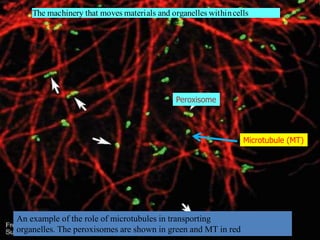 An example of the role of microtubules in transporting
organelles. The peroxisomes are shown in green and MT in red
The machinery that moves materials and organelles withincells
Peroxisome
Microtubule (MT)
 