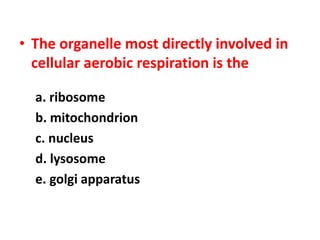 • The organelle most directly involved in
cellular aerobic respiration is the
a. ribosome
b. mitochondrion
c. nucleus
d. lysosome
e. golgi apparatus
 