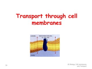Transport through cell
membranes
AS Biology, Cell membranes
and Transport
59
 