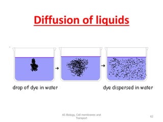 Diffusion of liquids
AS Biology, Cell membranes and
Transport
62
 