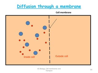 Diffusion through a membrane
Cell membrane
AS Biology, Cell membranes and
Transport
64
Inside cell Outside cell
 