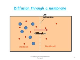 Diffusion through a membrane
AS Biology, Cell membranes and
Transport
65
Cell
membrane
Inside cell Outside cell
diffusion
 