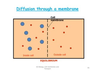 Diffusion through a membrane
AS Biology, Cell membranes and
Transport
66
Cell
membrane
Inside cell Outside cell
EQUILIBRIUM
 