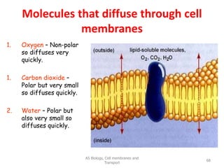 Molecules that diffuse through cell
membranes
1. Oxygen – Non-polar
so diffuses very
quickly.
1. Carbon dioxide –
Polar but very small
so diffuses quickly.
2. Water – Polar but
also very small so
diffuses quickly.
AS Biology, Cell membranes and
Transport
68
 