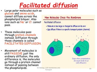 Facilitated diffusion
• Large polar molecules such as
glucose and amino acids,
cannot diffuse across the
phospholipid bilayer. Also
ions such as Na+ or Cl- cannot
pass.
• These molecules pass
through protein channels
instead. Diffusion through
these channels is called
FACILITATED DIFFUSION.
• Movement of molecules is
still PASSIVE just like
ordinary diffusion, the only
difference is, the molecules
go through a protein channel
instead of passing between
the phospholipids. AS Biology, Cell membranes and
Transport
69
 