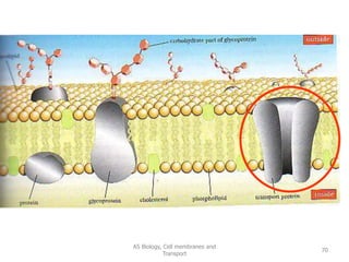 AS Biology, Cell membranes and
Transport
70
 