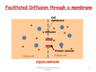 Facilitated Diffusion through a membrane
AS Biology, Cell membranes and
Transport
73
Cell
membrane
Inside cell Outside cell
Protein channel
diffusion
EQUILIBRIUM
 