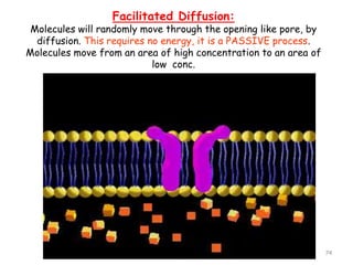 Facilitated Diffusion:
Molecules will randomly move through the opening like pore, by
diffusion. This requires no energy, it is a PASSIVE process.
Molecules move from an area of high concentration to an area of
low conc.
AS Biology, Cell membranes and
Transport
74
 