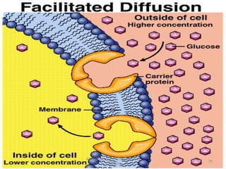 AS Biology, Cell membranes and
Transport
75
 