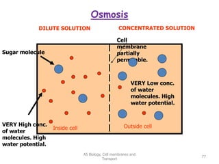 Osmosis
AS Biology, Cell membranes and
Transport
77
Cell
membrane
partially
permeable.
Inside cell Outside cell
VERY High conc.
of water
molecules. High
water potential.
VERY Low conc.
of water
molecules. High
water potential.
Sugar molecule
DILUTE SOLUTION CONCENTRATED SOLUTION
 