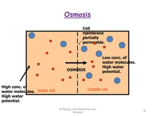 Osmosis
AS Biology, Cell membranes and
Transport
78
Cell
membrane
partially
permeable.
Inside cell Outside cell
High conc. of
water molecules.
High water
potential.
Low conc. of
water molecules.
High water
potential.
OSMOSIS
 